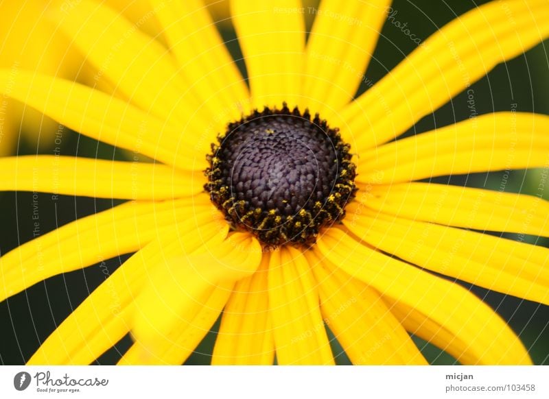 Sunny Flower Yellow Bang Lighting Kernels & Pits & Stones Middle Green Background picture Brown Blossom Blossom leave Plant Clean Perfect Beautiful Joy Spring