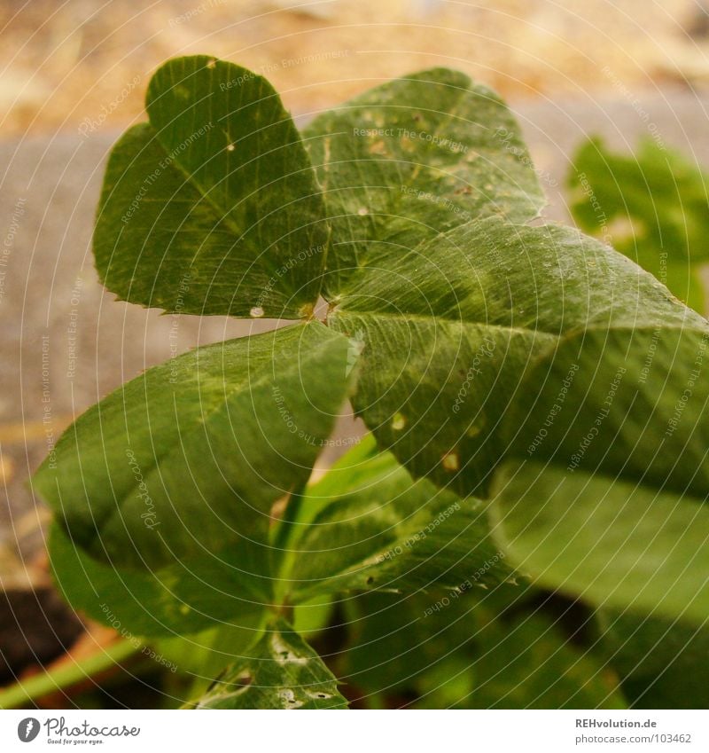 still a little luck Clover Cloverleaf Green Good luck charm Coincidence Find Search Meadow Wayside Visible Exceptional Stalk Characteristic Summer