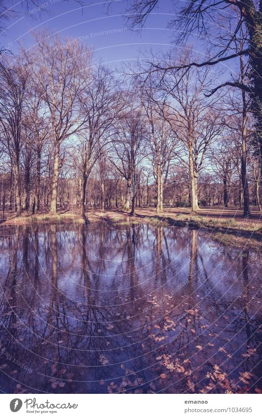 Trees in the park Vacation & Travel Tourism Environment Nature Landscape Water Sky Autumn Winter Weather Plant Park Forest Lakeside Pond Old Tall