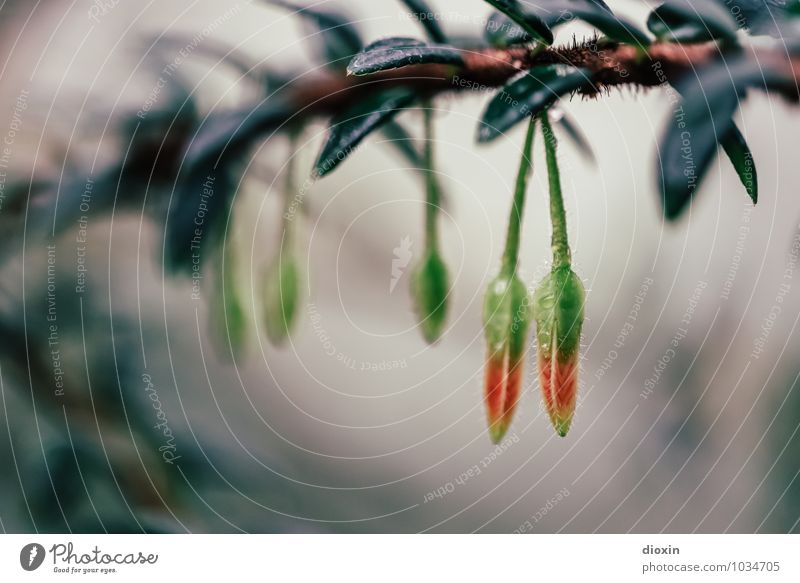 the hanging garden Environment Nature Plant Leaf Blossom Foliage plant Wild plant Bud Hang Colour photo Close-up Detail Deserted