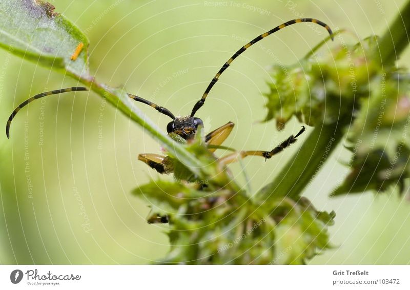 Here I am... no here! Meadow Feeler Insect Summer Green Beetle Hiding place Looking instep