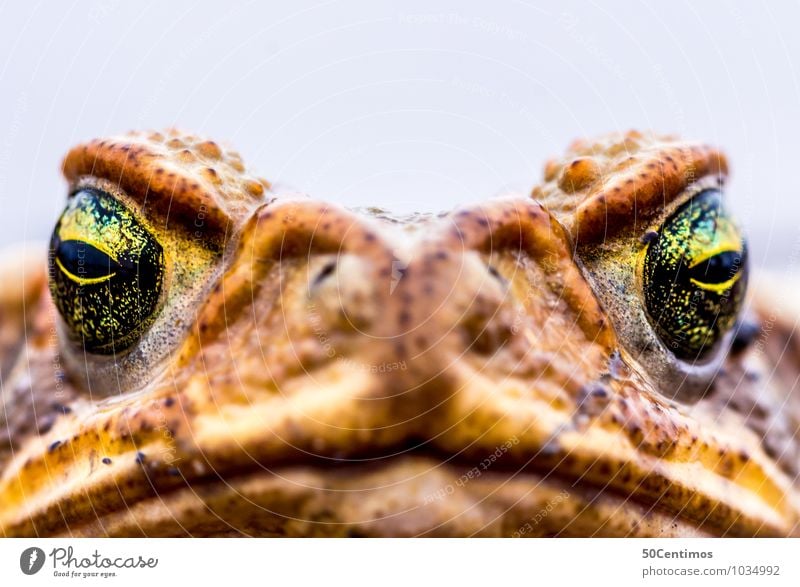 Macro Frog Animal Wild animal 1 Looking Gigantic Brown Yellow Gold Creativity Pride Colour photo Macro (Extreme close-up) Shallow depth of field