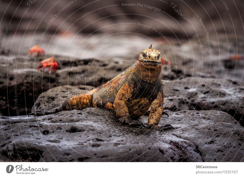 Galapagos Lizard Iguana Environment Landscape Lakeside Galapagos islands Animal Wild animal 1 Adventure Style Stagnating Ecuador Colour photo Exterior shot