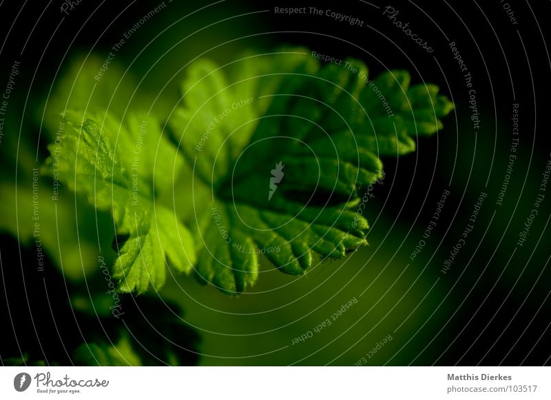 gooseberry Gooseberry Tree Bushes Plant Leaf Green Blur Biology Beautiful Gloomy Grief Delicate Prongs Decent Pierce Blood Triangle gooseberry bush