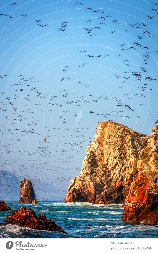 Birds fill the sky in Paracas National Park, Pisco Peru Far-off places Freedom Summer Ocean Island Environment Nature Landscape Sunrise Sunset Beautiful weather