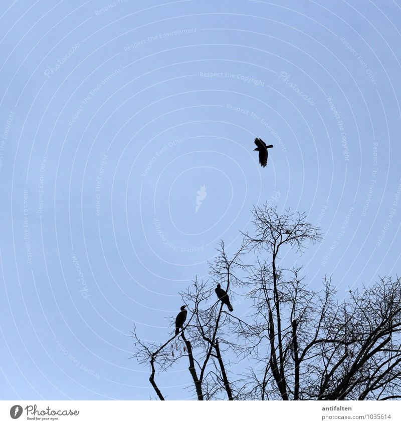 wings Nature Animal Sky Cloudless sky Autumn Winter Beautiful weather Ice Frost Tree Branch Twig Twigs and branches Treetop Wild animal Bird Cormorant