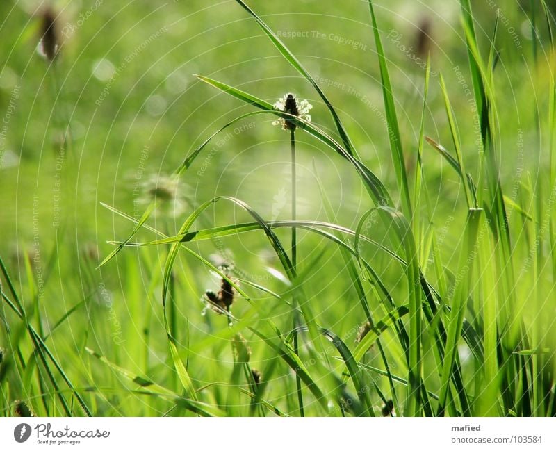 Little Hideaway Meadow Green Summer Physics Dream Caress Blade of grass Blossom Stalk Grass Sun Warmth Lie Smooth Shadow Hiding place Wind Bend