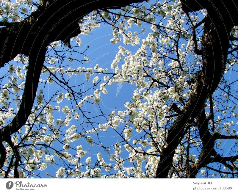 sakura Cherry Cherry blossom Beautiful Fresh Spring Japan Tree Blossom Transience Exterior shot Cherry tree Hanami Nature Happy Vacation & Travel