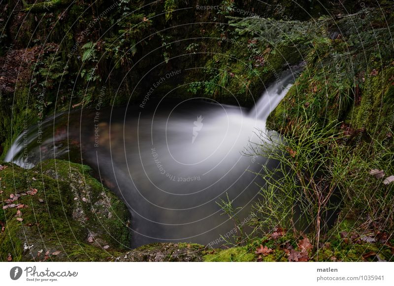 WHIRLPOOL Environment Nature Landscape Plant Water Winter Grass Bushes Moss Fern Leaf Wild plant Forest Mountain Brook Natural Brown Green White Flow Cymbal