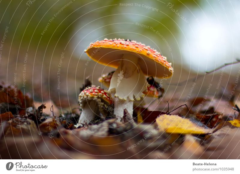 Mexicans at Carnival Event Amanita mushroom Mushroom cap Lanes & trails Hat Feasts & Celebrations Vacation & Travel Exceptional Brash Crazy Brown Red White Joy