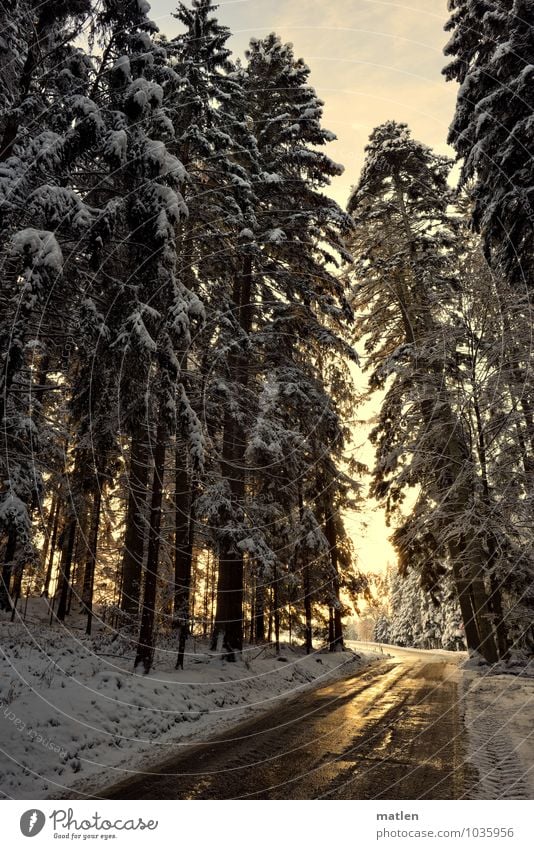 shimmer Nature Landscape Sky Clouds Sun Sunrise Sunset Winter Weather Beautiful weather Ice Frost Snow Tree Forest Mountain Brown Gold White Street Black Forest