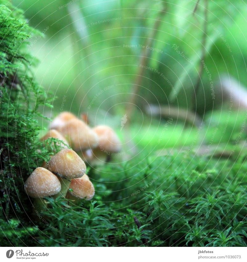 fairytale forest Food Vegetable Mushroom Nutrition Environment Nature Plant Moss Mushroom cap mushroom group Grouped Romance Appetite Exterior shot Evening Blur