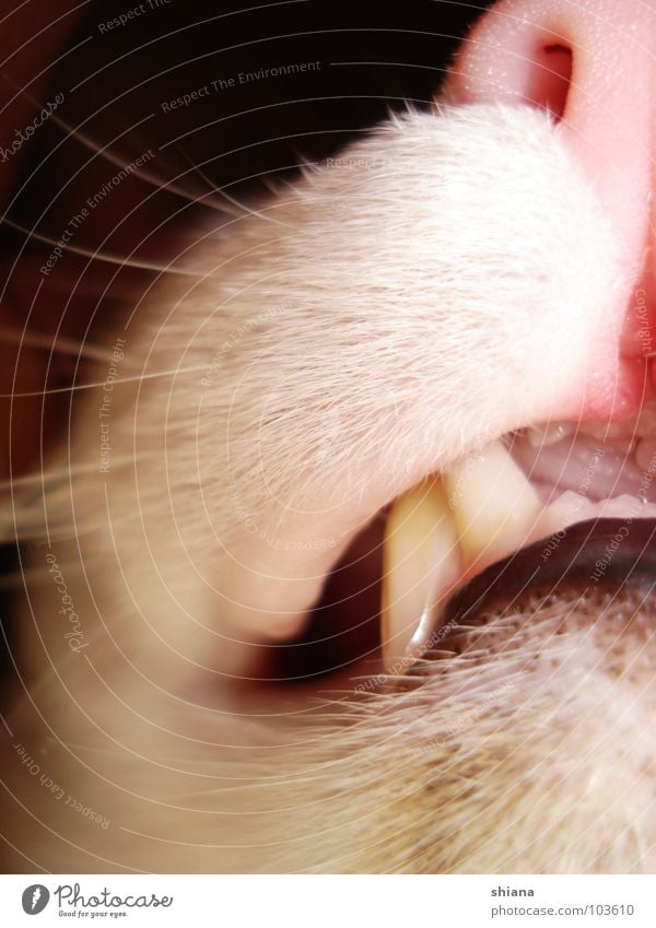 grin hangover Cat Moustache Under White Pink Gum Dangerous Nostril Animal Wild cat Pelt Flea Velvet Soft Sweet Mammal Domestic cat Muzzle Mouth Nose