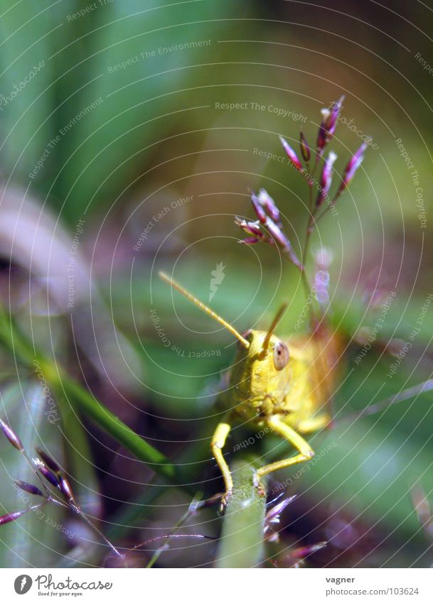 grasshopper Locust Summer Macro (Extreme close-up) Close-up Nature insects Detail