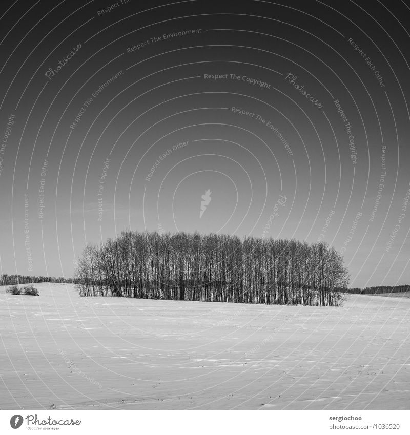 winter trees Nature Landscape Sky Cloudless sky Horizon Winter Climate Beautiful weather Ice Frost Snow Forest Hill Siberia Russia Deserted Discover Cold Thin