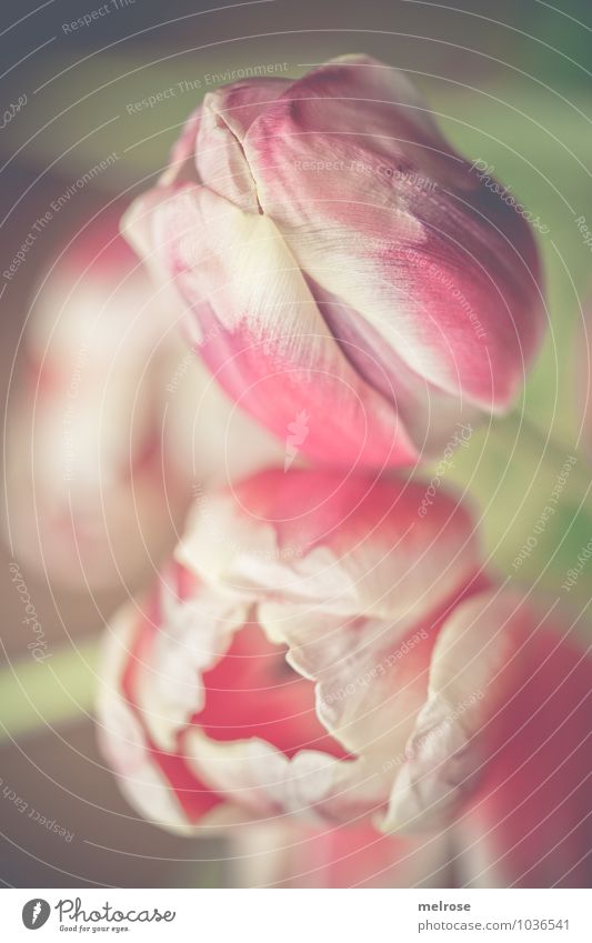 pastel shades Lifestyle Style Valentine's Day Plant Spring Beautiful weather Flower Tulip Blossom Tulip blossom tulip calyx Flowering plant Flower stem Breathe