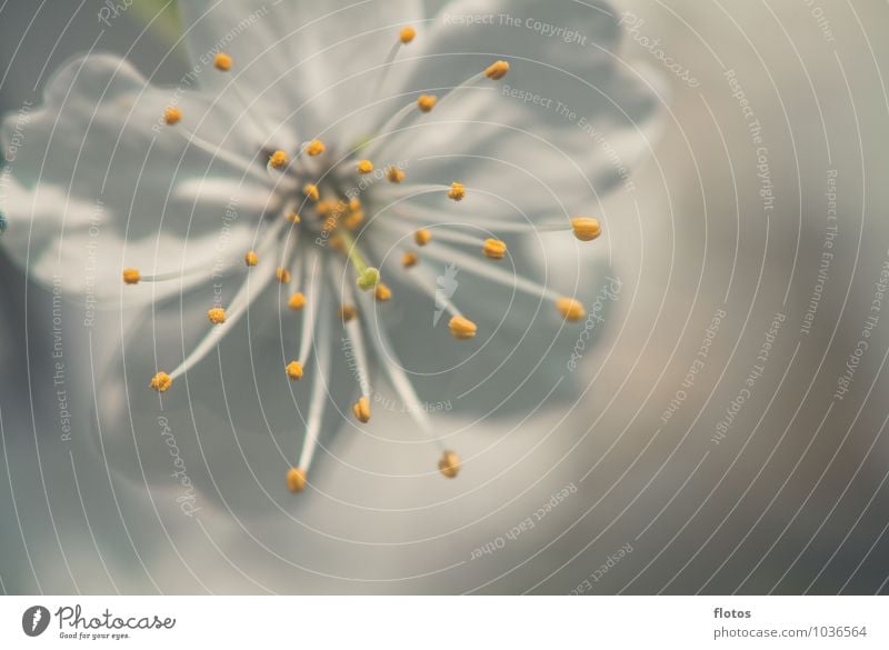 Pollen in focus Nature Plant Spring Tree Blossom Agricultural crop Blossoming Fragrance Near Natural Beautiful Green Orange White Colour photo Exterior shot