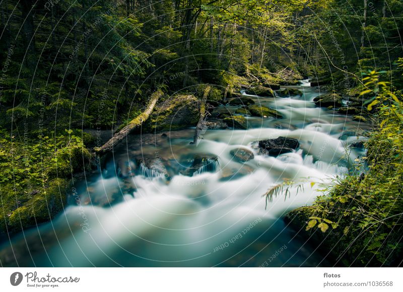 let it flow Nature Plant Animal Water Weather Tree Forest River bank Brook Fluid Cold Wet Blue Green Black Colour photo Exterior shot Deserted Copy Space bottom