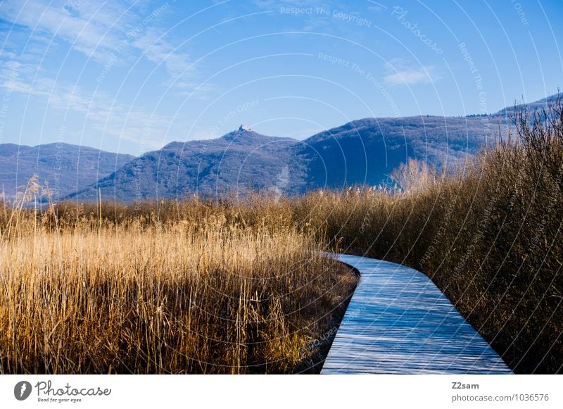 A Way we go Vacation & Travel Adventure Winter vacation Hiking Environment Nature Landscape Sky Autumn Beautiful weather Bushes Common Reed Mountain Bog