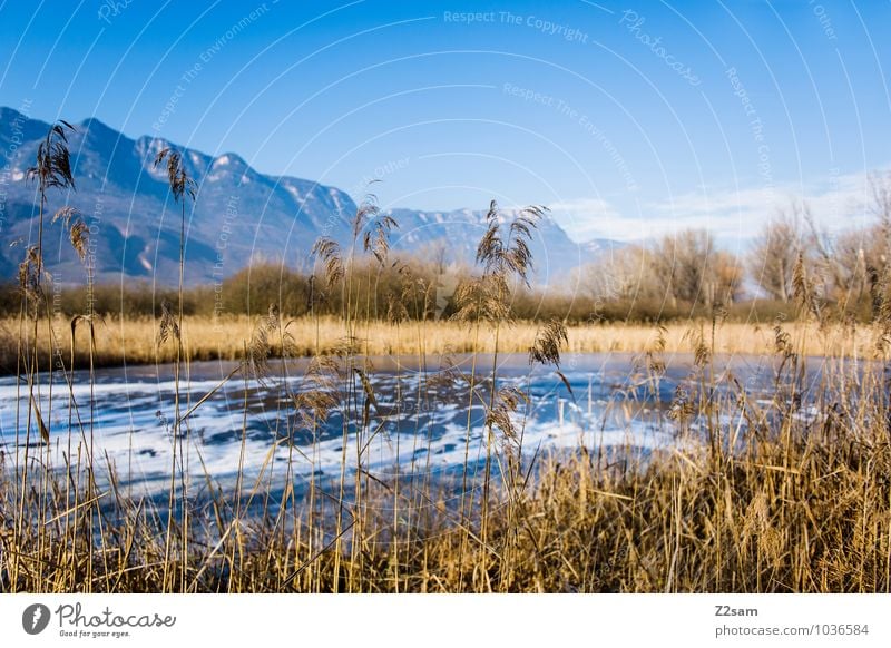 Lake Kaltern Vacation & Travel Trip Far-off places Winter Winter vacation Mountain Environment Nature Landscape Sky Horizon Beautiful weather Bushes Common Reed