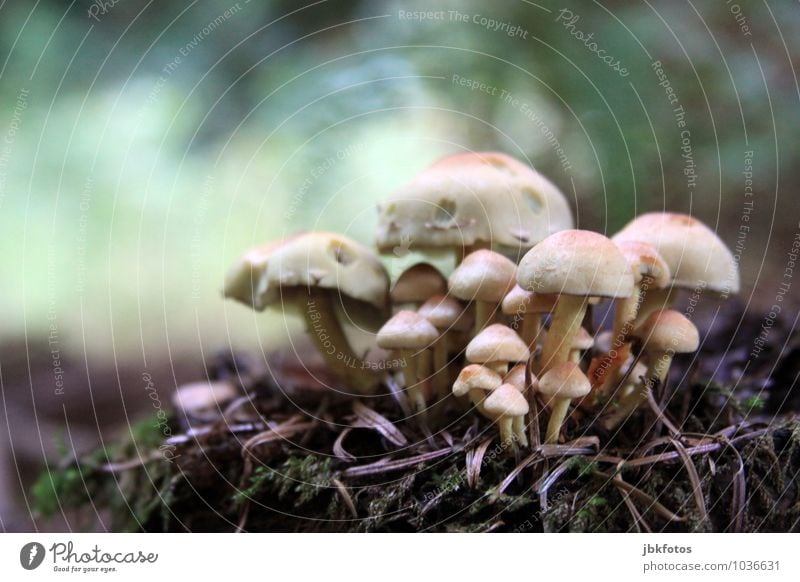 Magical Environment Nature Climate Plant Agricultural crop Wild plant Mushroom Mushroom cap mushroom group Garden Park Meadow Forest Joy Happy Bravery