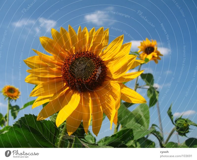 3 1/2 Sunflower Yellow Brown Green Blossom Blossom leave Wisp of cloud Field Physics Beautiful Hot Summer Near Multilayered Deploy Splendid Sunflower field Sky