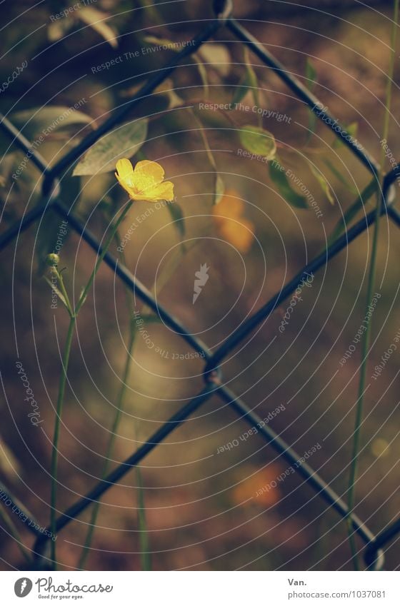 zaungast Nature Plant Autumn Flower Bushes Blossom Yellow Fence Wire netting fence Colour photo Subdued colour Exterior shot Close-up Deserted Day Shadow