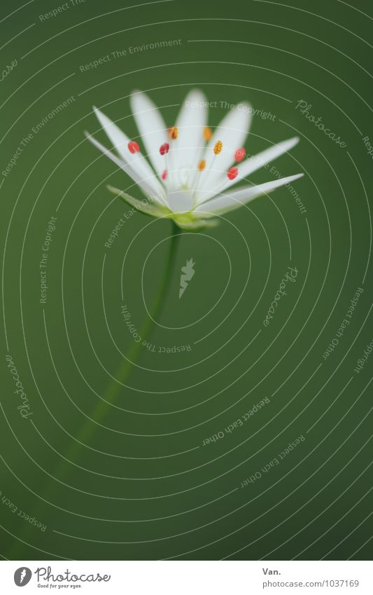 Flowery Nature Plant Summer Blossom Stalk Beautiful Green White Colour photo Multicoloured Exterior shot Close-up Macro (Extreme close-up) Deserted