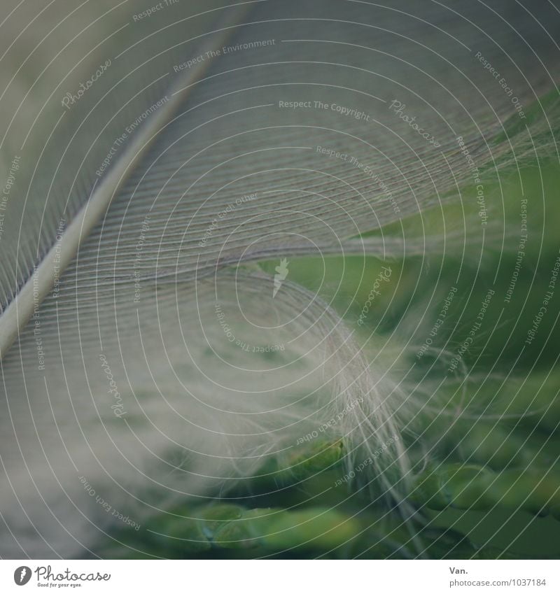 well sprung Grass Feather Feather shaft Soft Gray Green Delicate Fuzz Colour photo Subdued colour Exterior shot Detail Macro (Extreme close-up) Deserted Day