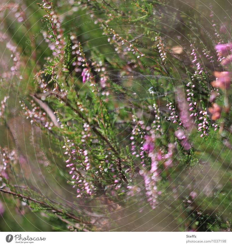 wild heather in Scotland Heathland Bushes Nordic Nordic nature Nordic plants Nordic wild plant Nordic romanticism Nordic wild plants flowering heath Scottish