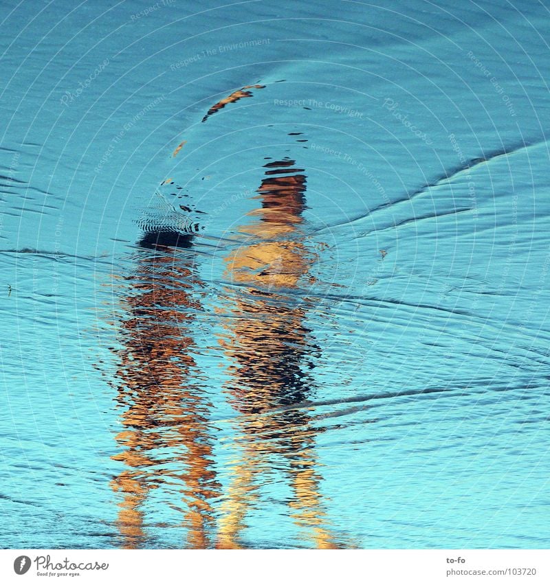 sandpiper Mirror Beach Summer Ocean Vacation & Travel Waves Physics Water Swimming & Bathing Sky Blue Warmth