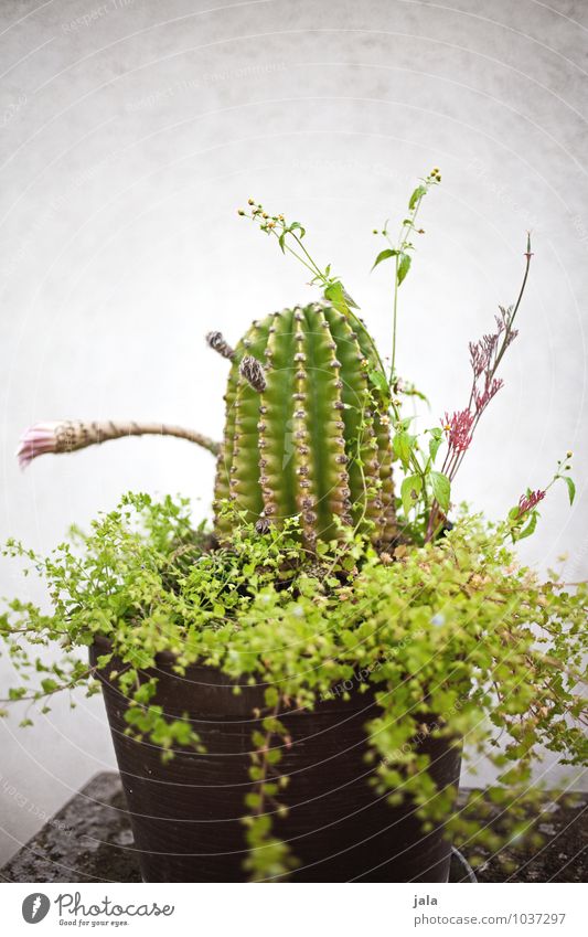 cactus Plant Cactus Foliage plant Pot plant Good Point Wild Colour photo Exterior shot Deserted Neutral Background Day