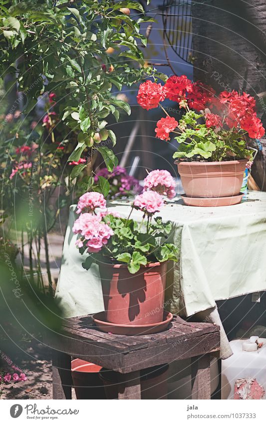 geraniums Plant Flower Bushes Leaf Blossom Foliage plant Pot plant Garden Esthetic Friendliness Happiness Natural Beautiful Colour photo Exterior shot Deserted