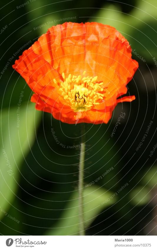 Red Impression Flower Spring Blossom