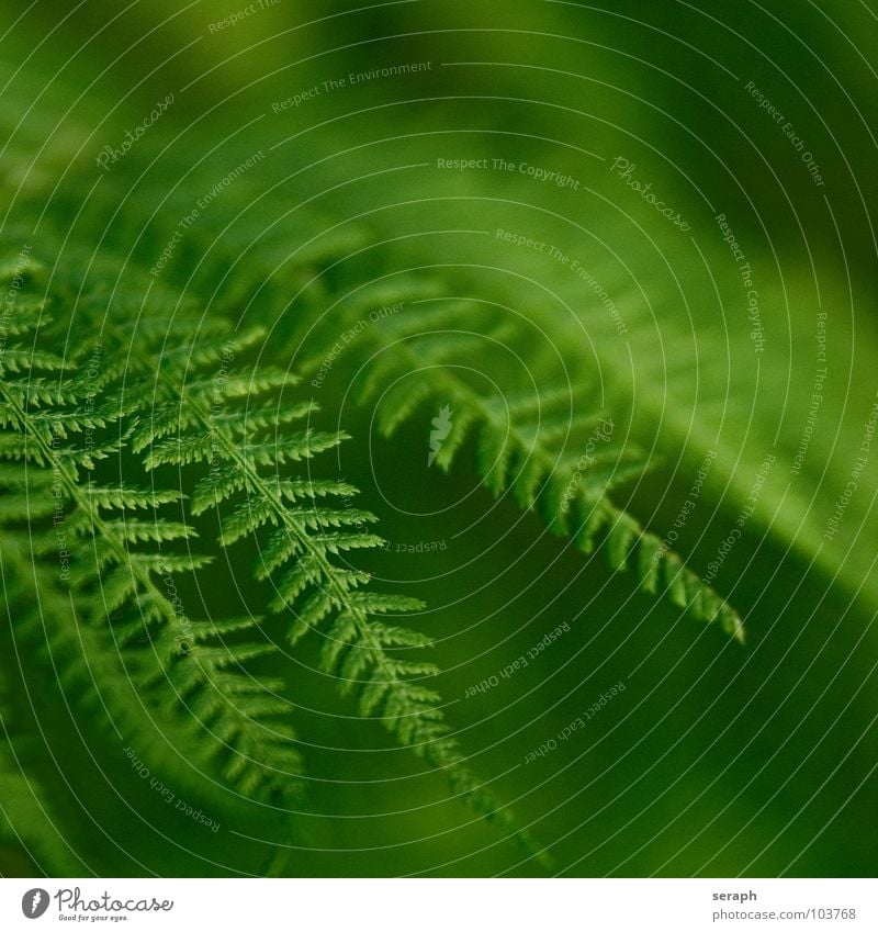 Fern Pteridopsida Green Plant royal fern spotted fern Nature Fern leaf Delicate leaf duster Plumed Fresh Growth Botany Macro (Extreme close-up) Spore Natural