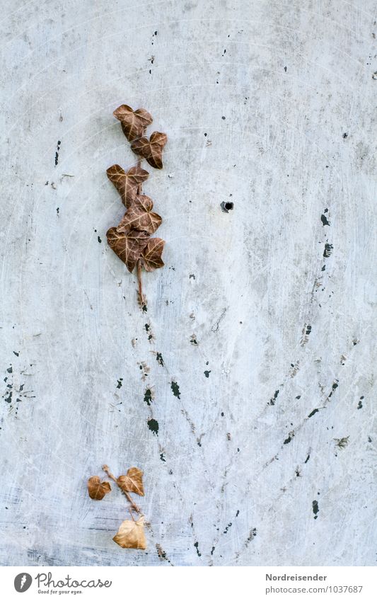 footprints Drought Plant Ivy Wall (barrier) Wall (building) Facade To dry up Broken Illness Brown Gray Exhaustion Variable Fiasco Death Transience Lose Change