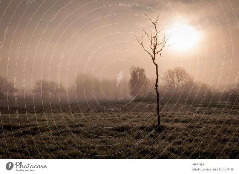 dawn Trip Environment Nature Landscape Sky Autumn Climate Fog Tree Meadow Field Fresh Natural Moody Beginning Loneliness Apocalyptic sentiment Bleak