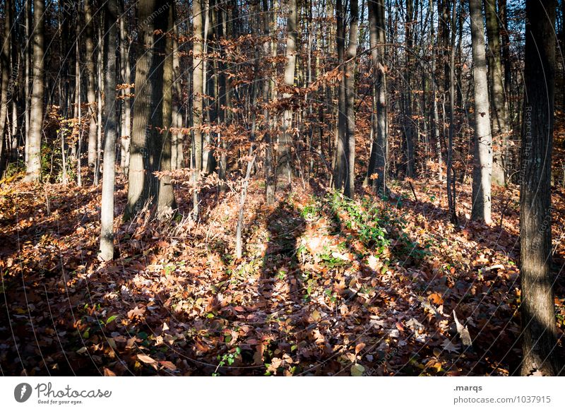 I think I'm standing in the woods. Trip Hiking 1 Human being Environment Nature Landscape Earth Autumn Tree Tree trunk Forest Stand Natural Moody Whimsical