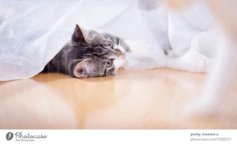 Django Animal Pet Cat Animal face 1 Baby animal Authentic Simple Beautiful Soft Brown Gray White putty Kitten won Cloth Shallow depth of field Colour photo