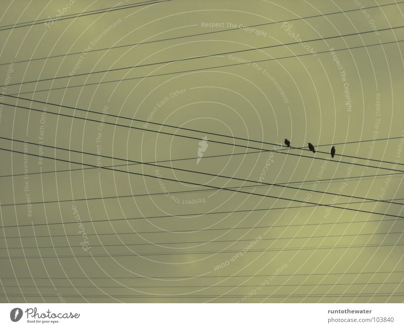 All for one Clouds Bad weather Break Prayer Cable Cyclo-cross Bird Vantage point Relaxation Situation Electricity Transmission lines Stay Breathe Sky no sun