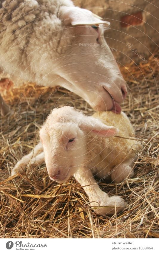 First wash - ewe licks her baby Animal Pet Farm animal Sheep Lamb 2 Baby animal Animal family Touch Smiling Lie Cleaning Friendliness Together Happy Cuddly