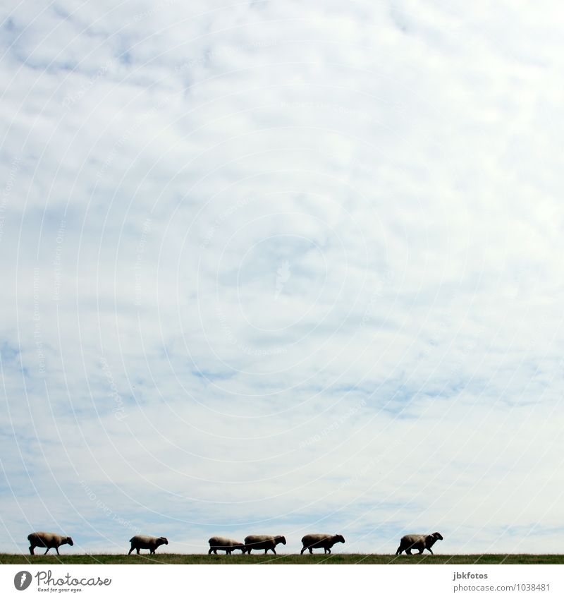 Wait a minute! Environment Nature Landscape Sky Clouds Spring Summer Meadow Hill Dike North Sea Animal Farm animal Pelt Sheep Lamb Group of animals Herd