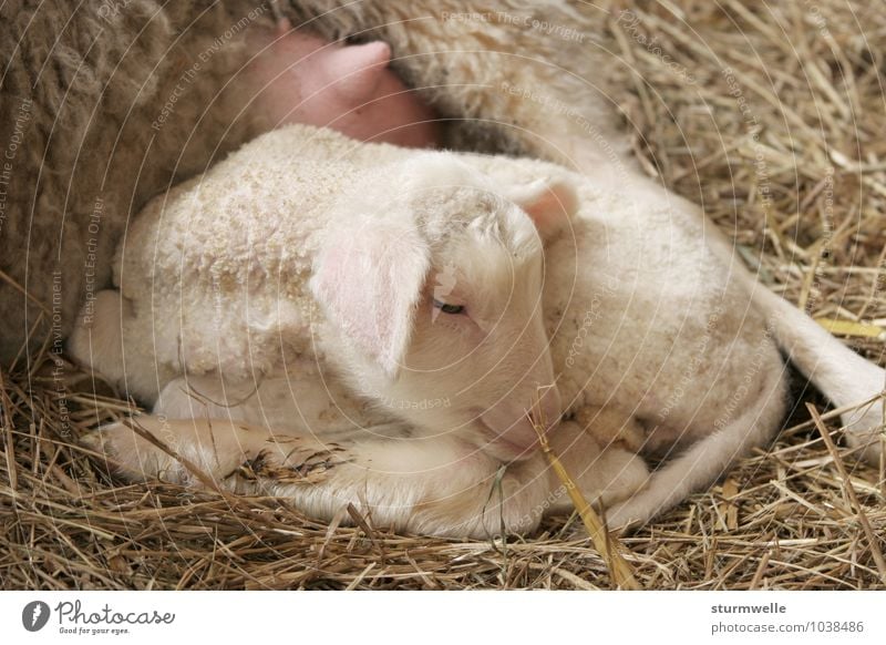 With mum it is most beautiful - lamb one day after the birth Animal Pet Farm animal Pelt Lamb Sheep 1 Baby animal Smiling Lie Dream Friendliness Cuddly Small