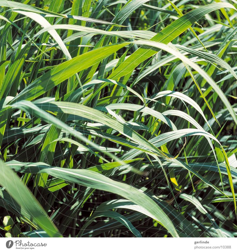 green Grass Summer Meadow Nature Plant