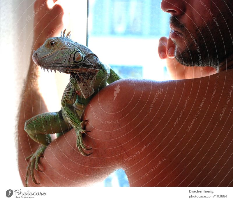 The Iguana Man Window Naked Upper body Extravagant Pet Dragon Saurians Zoo Animal Reptiles Terrarium Friendship Vertauen Grief Safety Transience Together Green