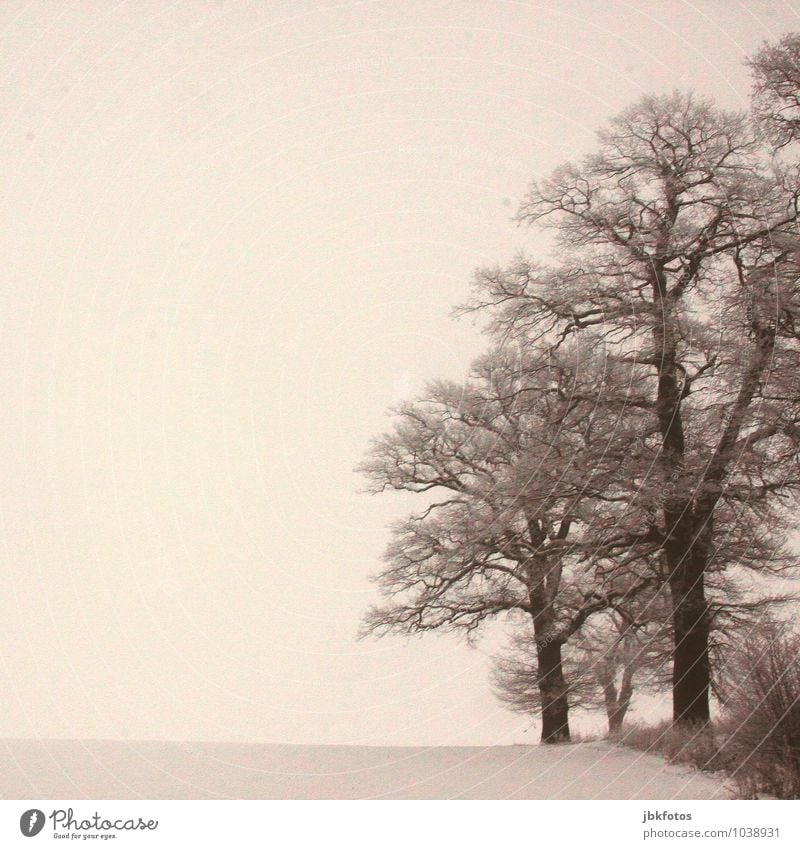 winter oaks Environment Plant Storm Fog Ice Frost Snow Tree Oak tree Oak forest Garden Park Field Forest Fat Tall Colour photo Exterior shot Day Contrast