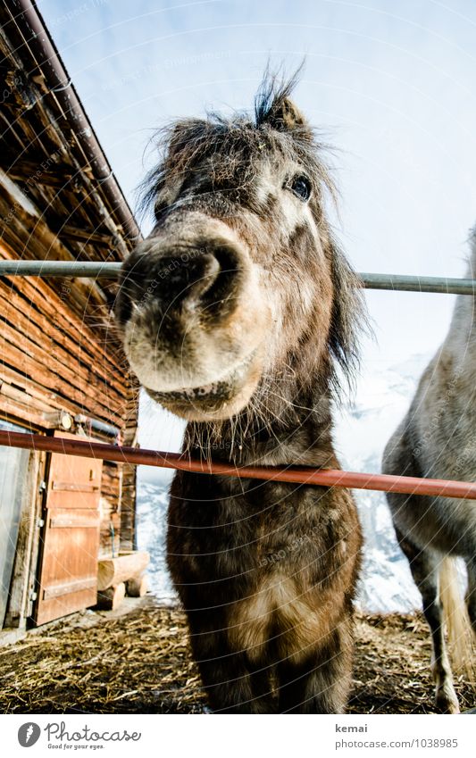 Black Beauty Old Winter Edition Cloudless sky Hut Animal Farm animal Horse Animal face Pelt 1 Looking Stand Exceptional Cool (slang) Sympathy Friendship