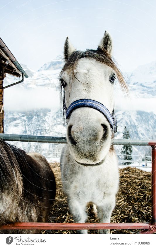 Little Uncle Winter Edition Cloudless sky Animal Farm animal Horse Animal face Pelt 1 Looking Stand Cool (slang) Beautiful Contentment Power Sympathy Friendship