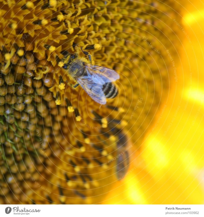 busy bees Bee Sunflower Honey Blossom Pollen Insect Yellow Blur Depth of field Plant Animal Living thing Seed flower seeds Multicoloured vibrant colour Detail