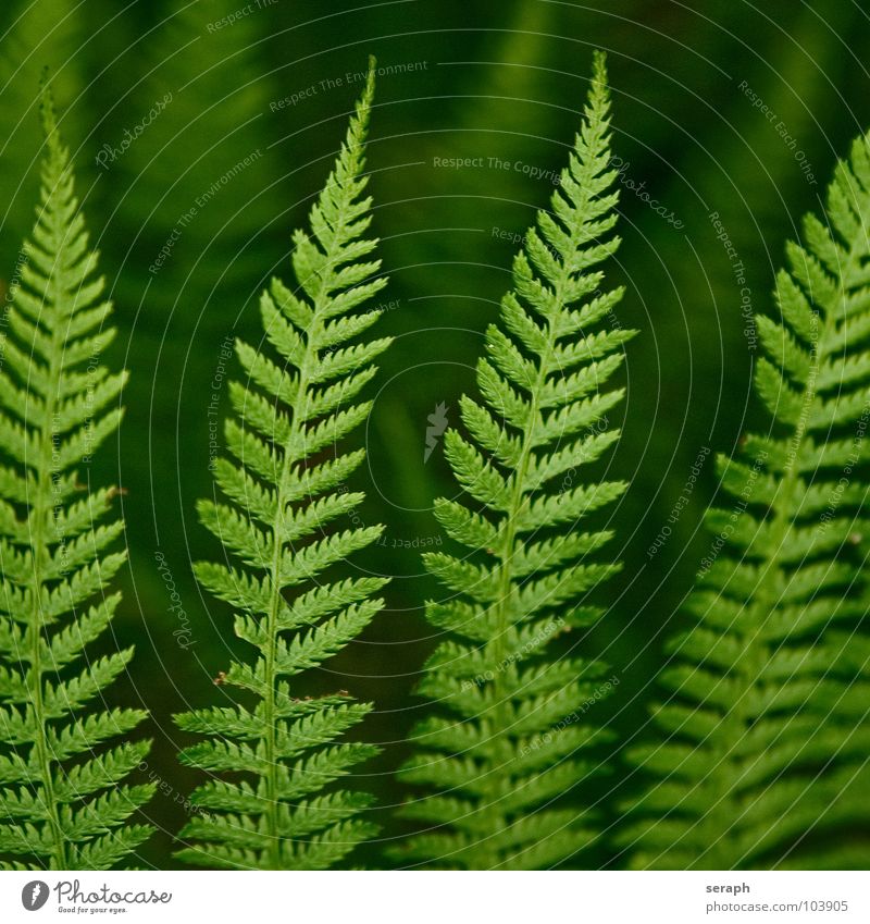 Fern Pteridopsida Green Plant royal fern spotted fern Nature Fern leaf Delicate Stalk Plumed Fresh Growth Botany Macro (Extreme close-up) Spore Natural Organic